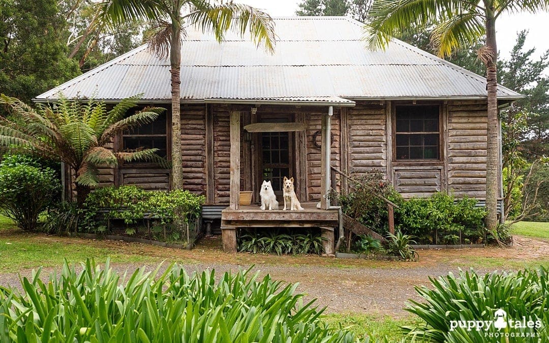 two dogs sitting in front of a cottage