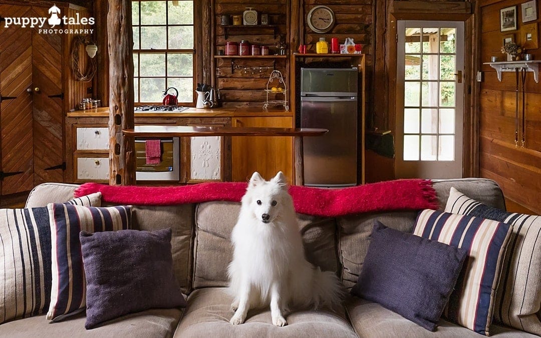 a dog sitting on a couch in a living room