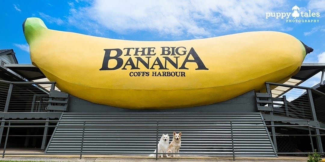 two dogs in front of a large walk-through banana