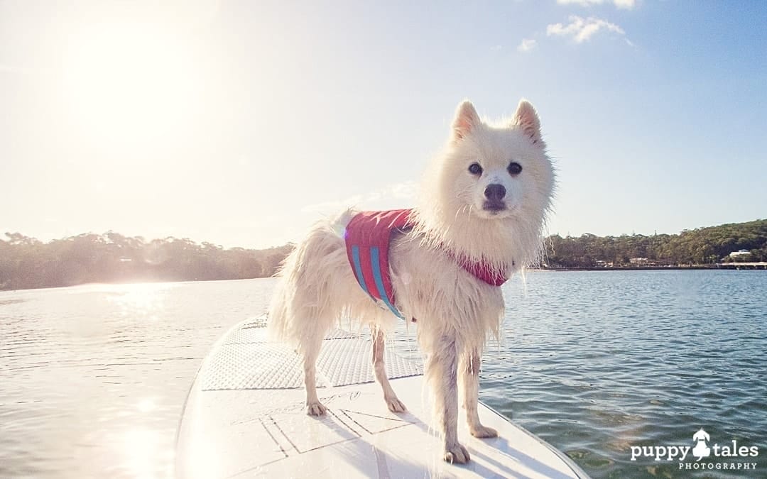 a Japanese Spitz dog standing on a paddle board