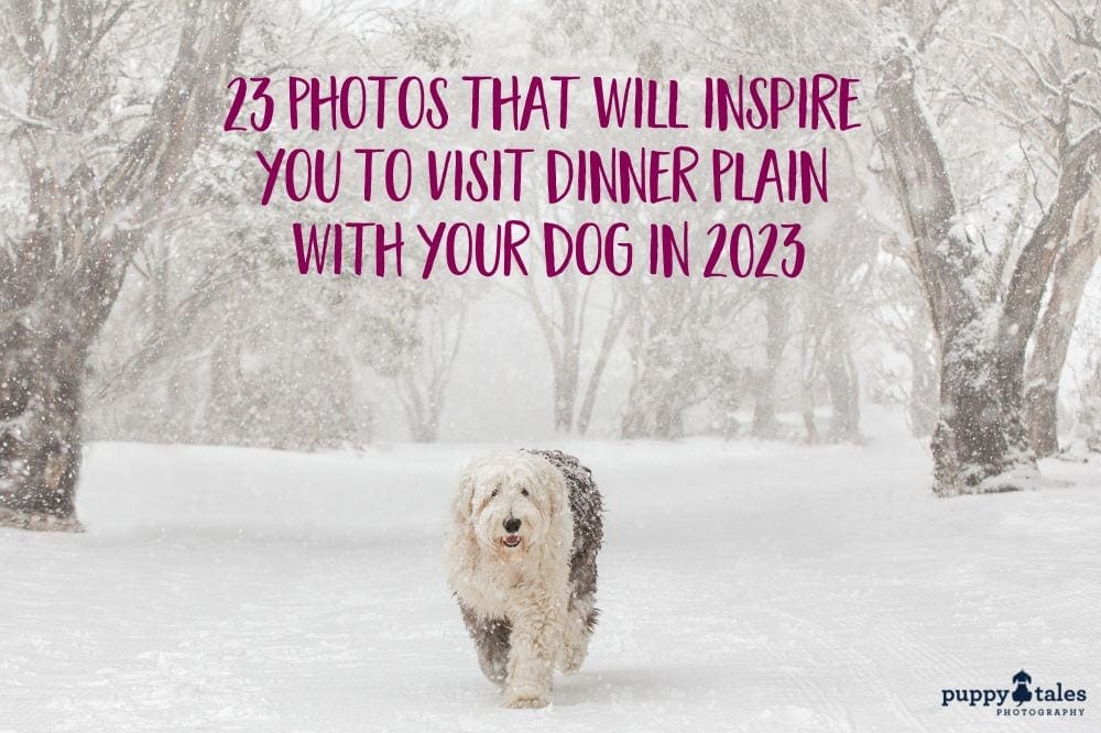 23 Photos that will inspire you to visit Dinner Plain with your dog in 2023 Featured Image