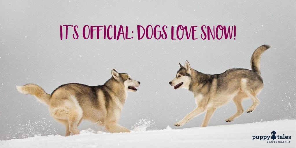 It s official dogs LOVE SNOW Title