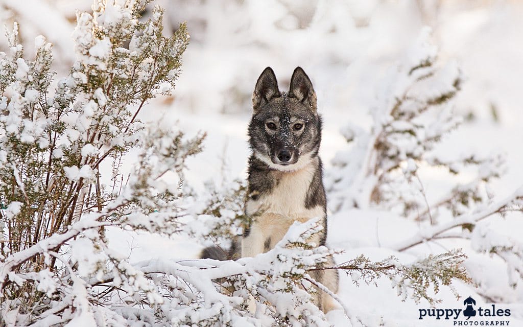 a Siberian Husky puppy sitting on a snow-covered ground