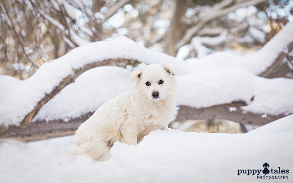 Tibetan Spaniel x posing on a snow-covered log