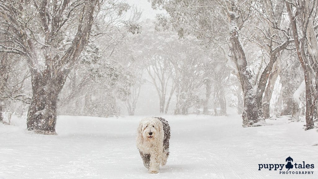 Old English Sheepdog enjoying snowfall while walking