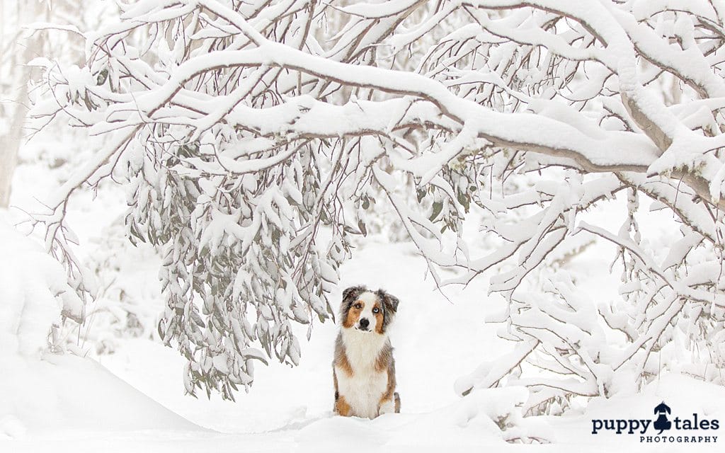 Aussie Shepherd sitting under a snow-covered tree