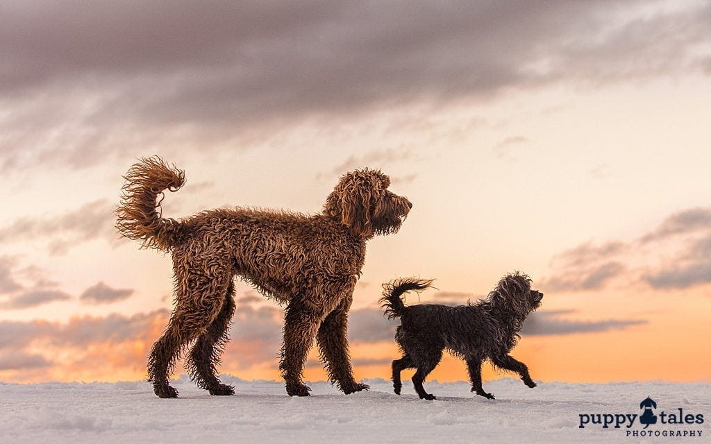 Schnoodle and Labradoodle walking in the snow