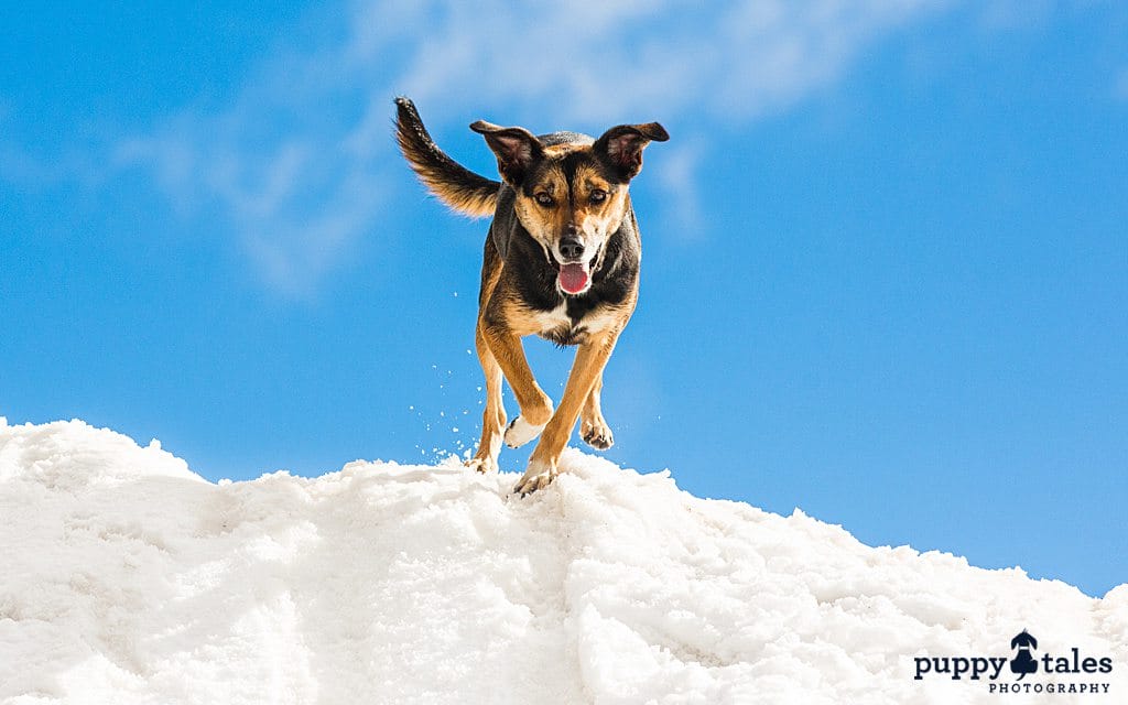 Kelpie dog enjoys playing in the snow