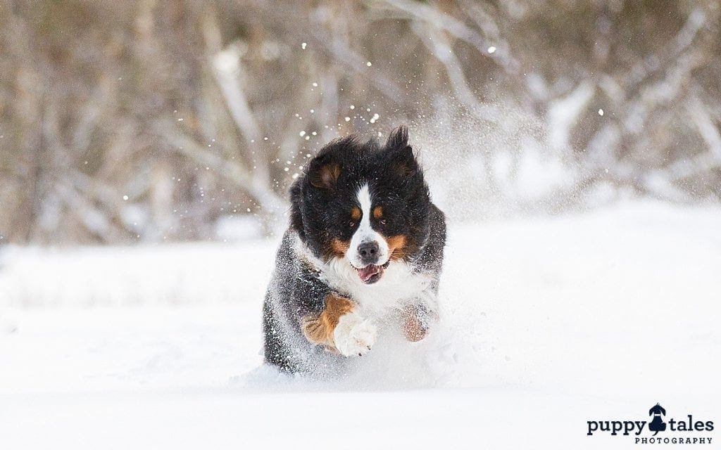 Bernese Mountain dog enjoys playing in the snow