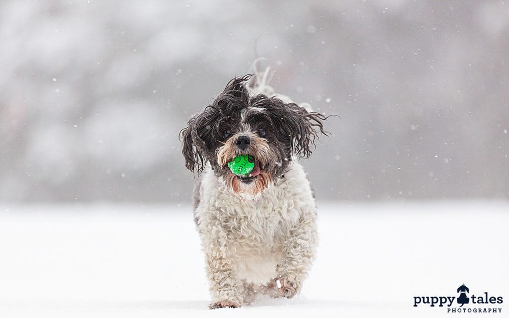 Maltese Shih Tzu playing fetch in the snow