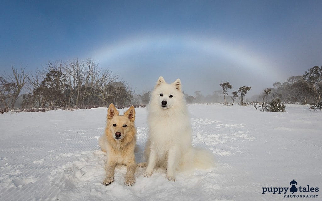 Japanese Spitz and Border Collie x dogs sitting in the snow-covered ground at Dinner Plain