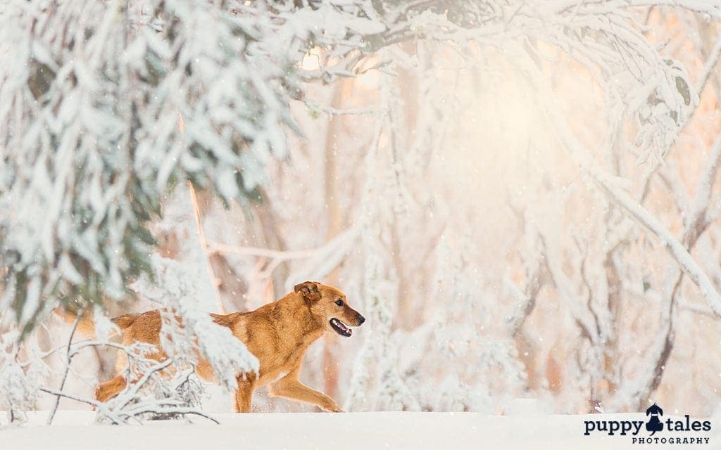 German Shepherd dog walking in the snow