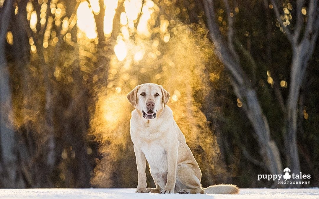 brown labrador dog standing next to a tree with golden backdrop