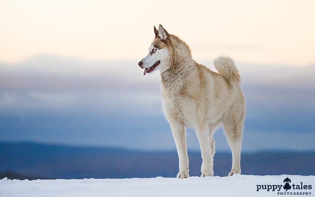 Siberian Husky dog standing in the snow-covered ground