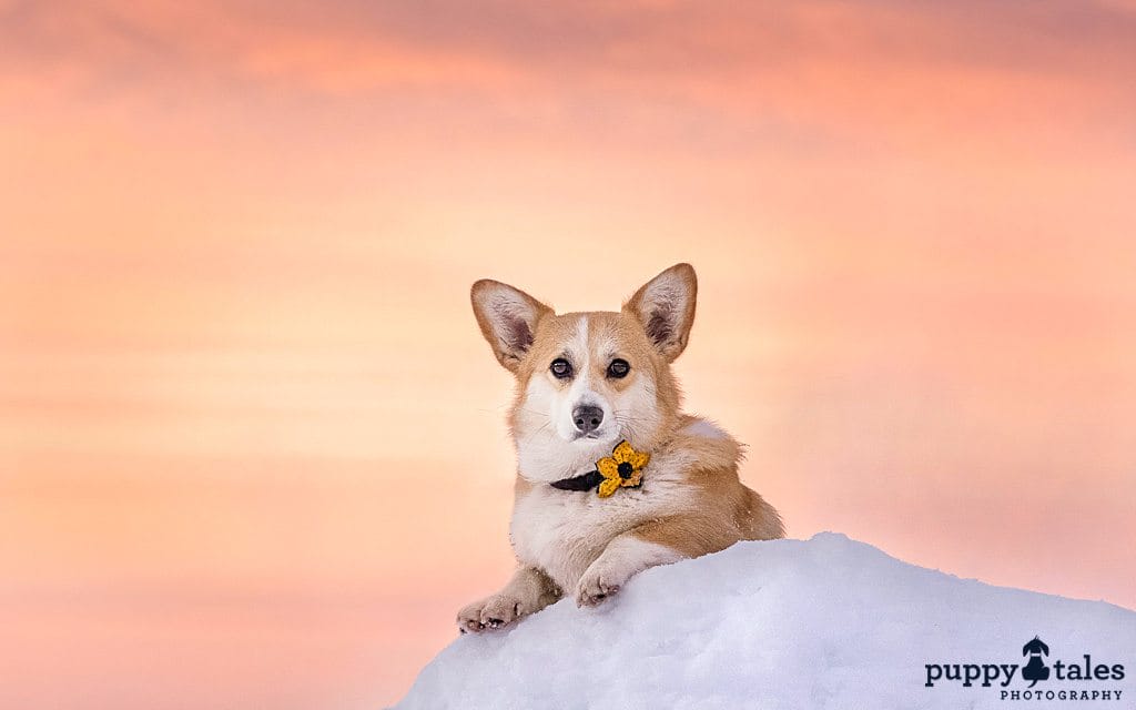 Corgi dog with a beautiful peach colored sunrise background