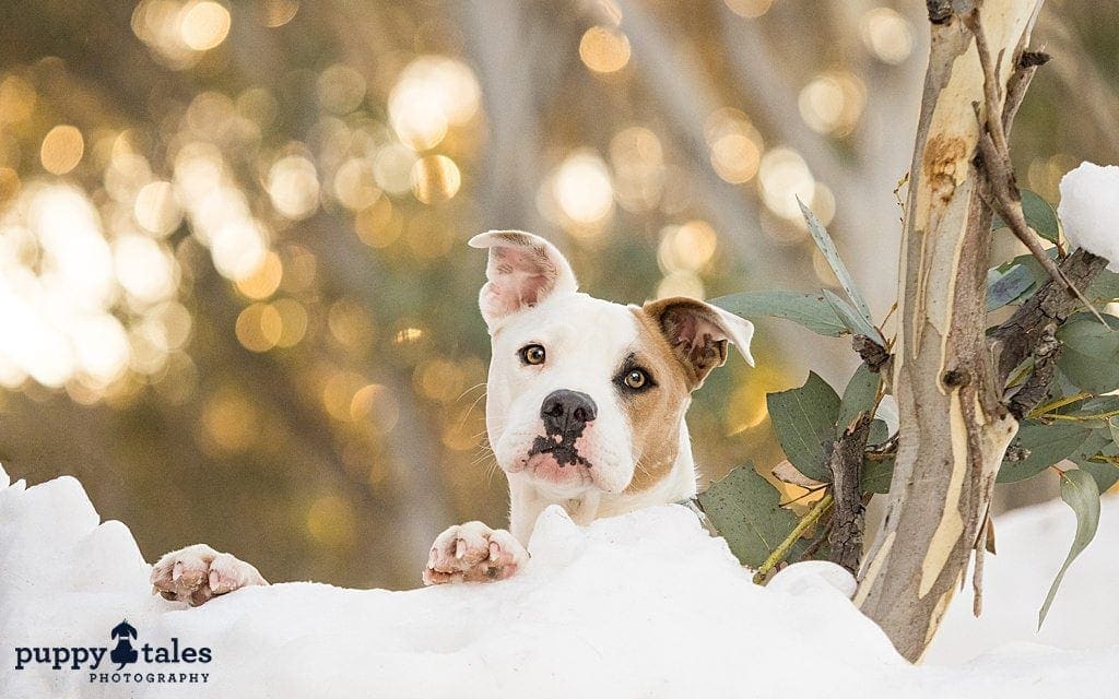 bully mix rescue peek-a-boo scene in the snow