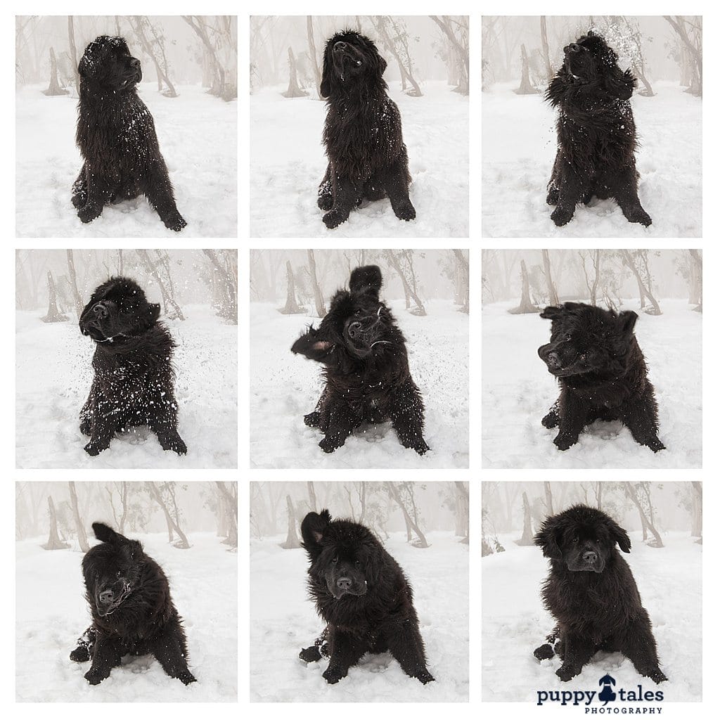 Newfoundland dog photos shaking off snow