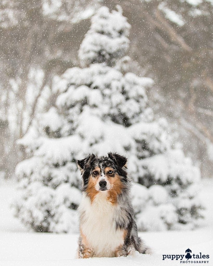 Australian Shepherd sitting in front of a Christmas tree