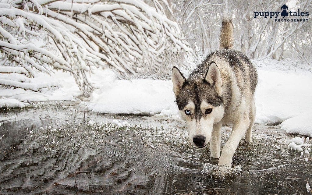 Siberian Husky dog walking in a pond at Dinner Plain