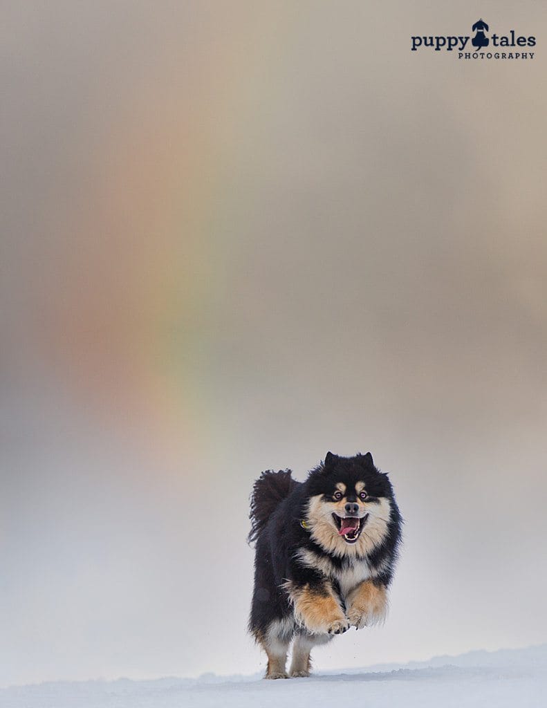 Finnish Lapphund running in the snow with rainbow in the sky