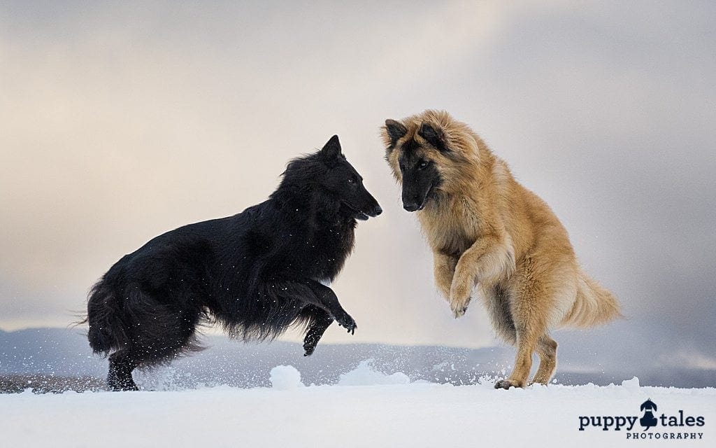 two Belgian Shepherds playing in the snow