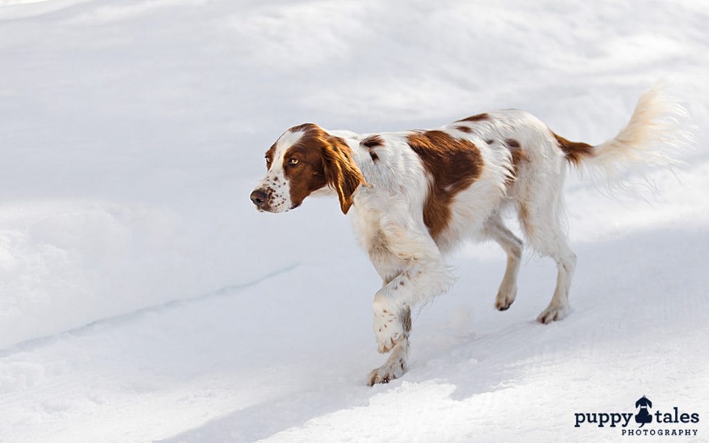 Irish Setter walking in the snow