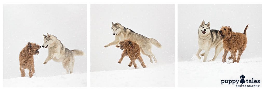 photo collage of two dogs playing in the snow