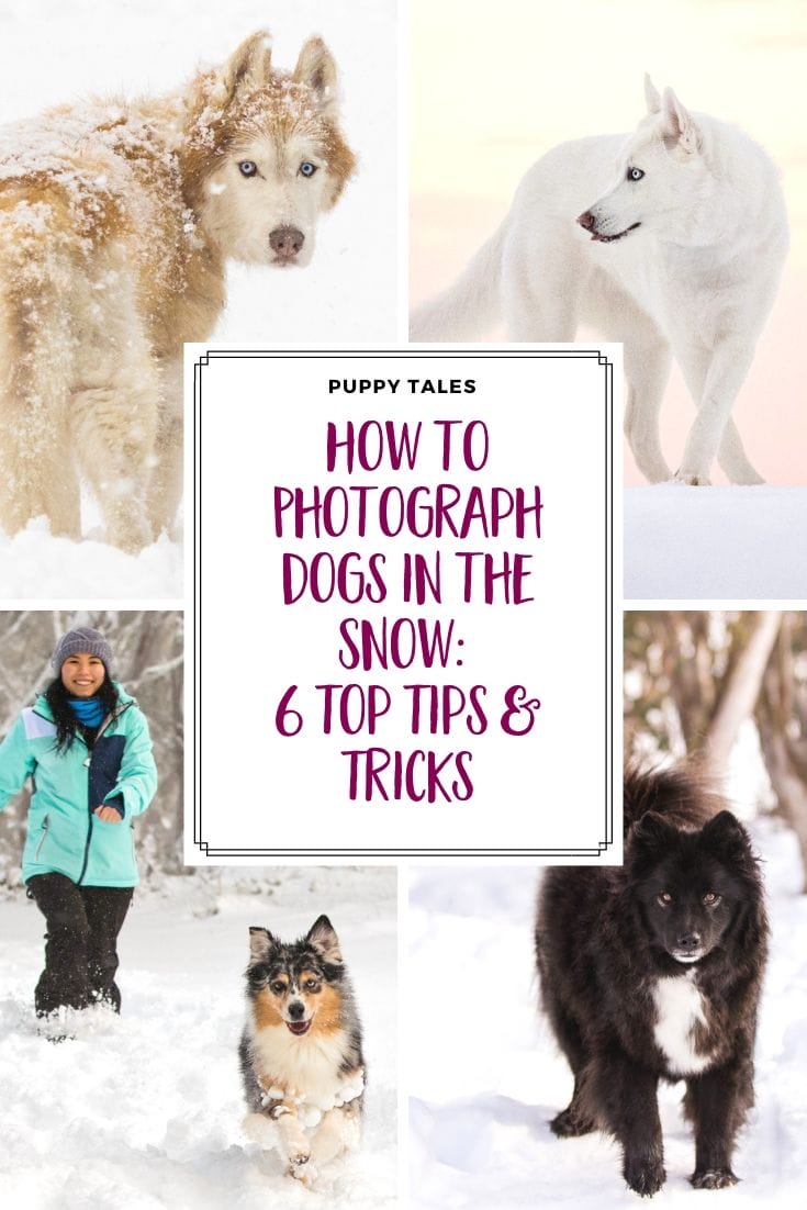 how to photograph dogs in the snow