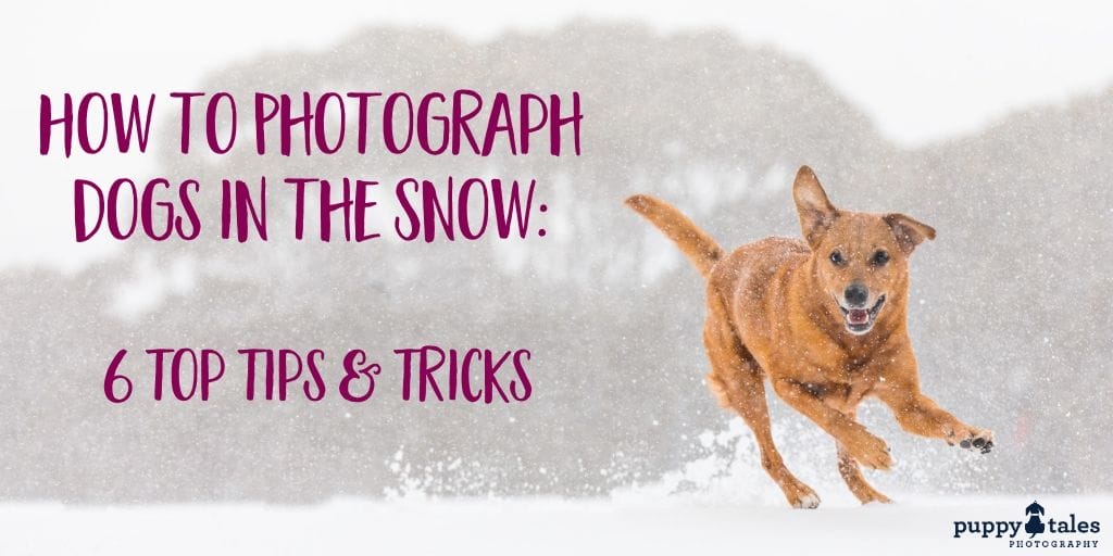 How to Photograph Dogs in the Snow 6 Top Tips Tricks