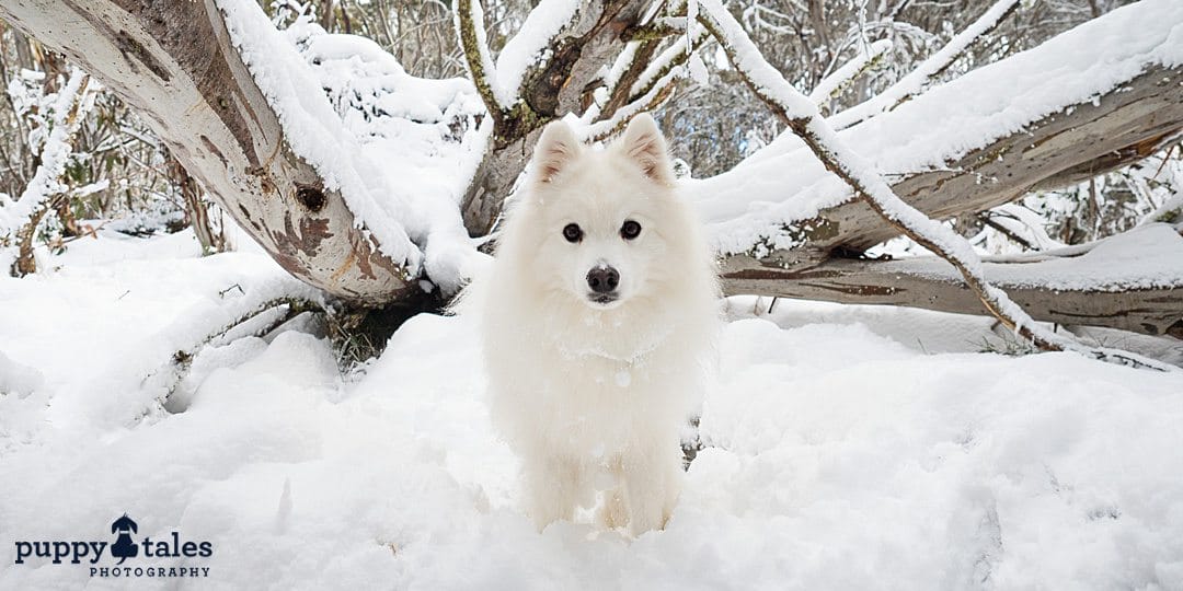 a white Japanese Spitz dog posing for the camera under tree branches