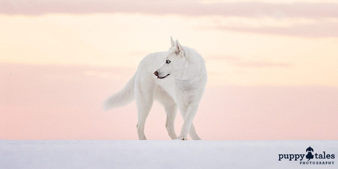 curious-looking white dog in a beautiful landscape