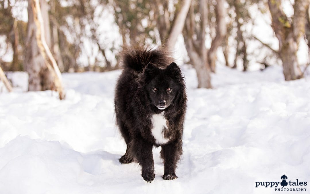 black dog walking in the snow