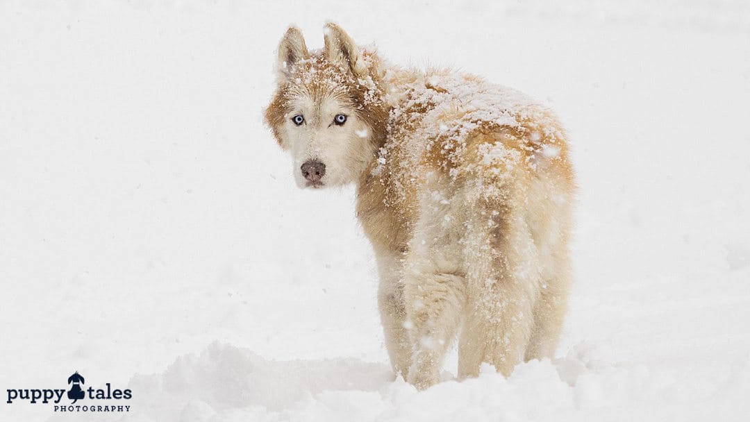 back view portrait of a dog in snow