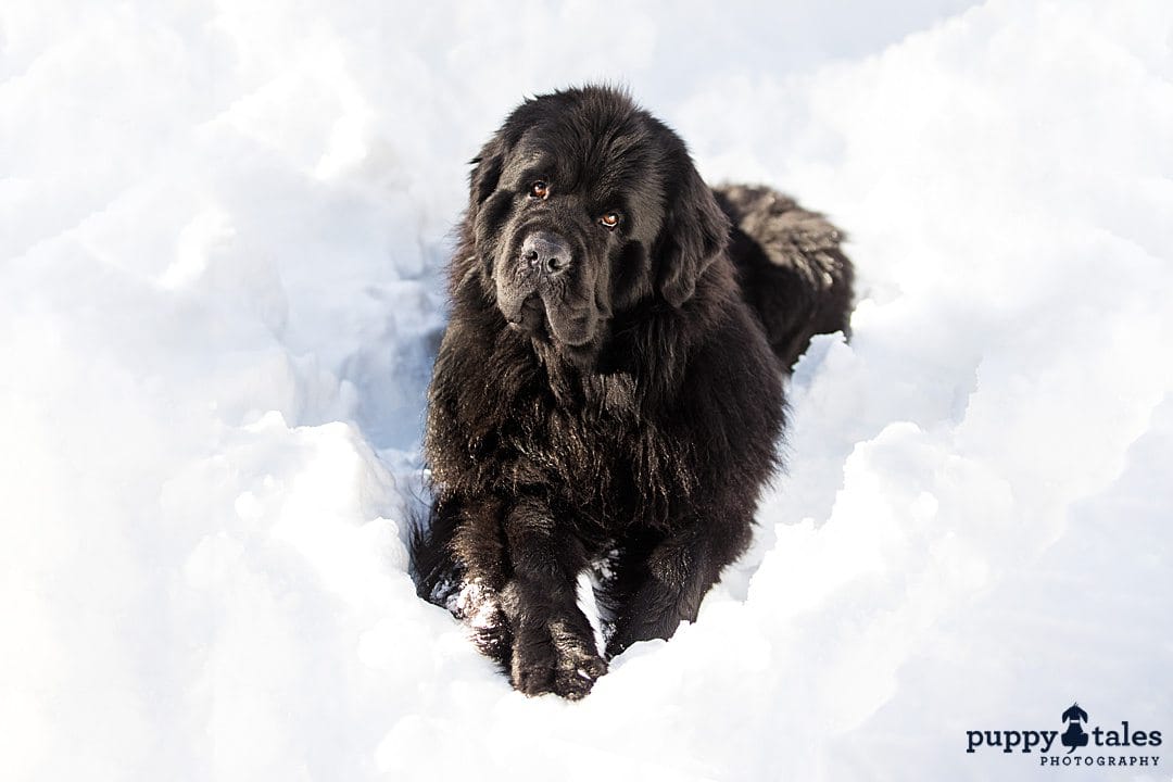 a black dog sitting in the snow tilting its head