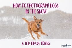 how to photograph dogs in the snow