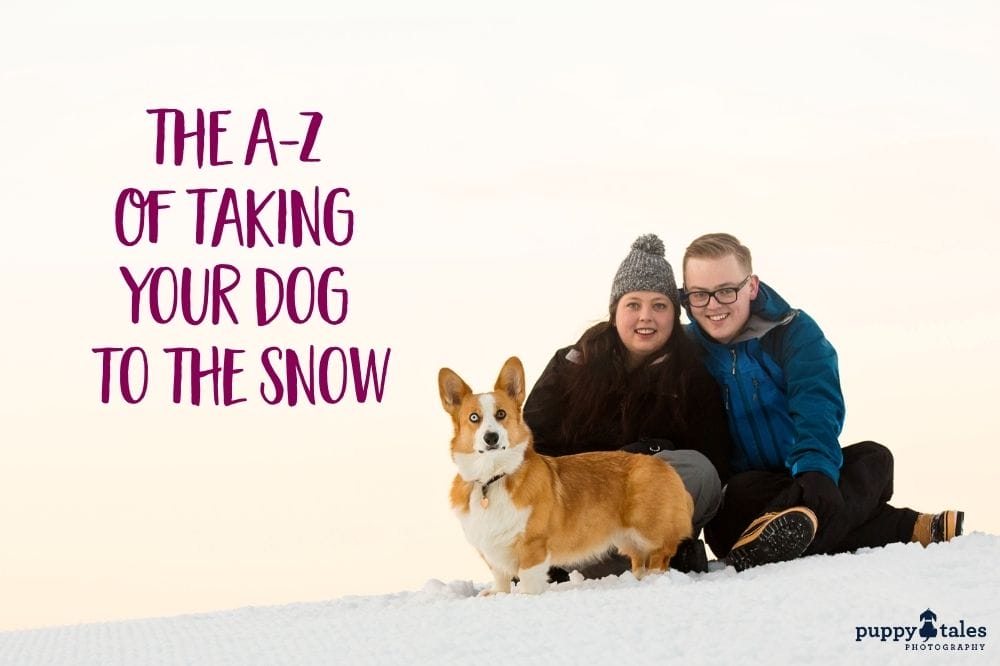 A Z Of Taking Your Dogs To The Snow Featured Photo 2