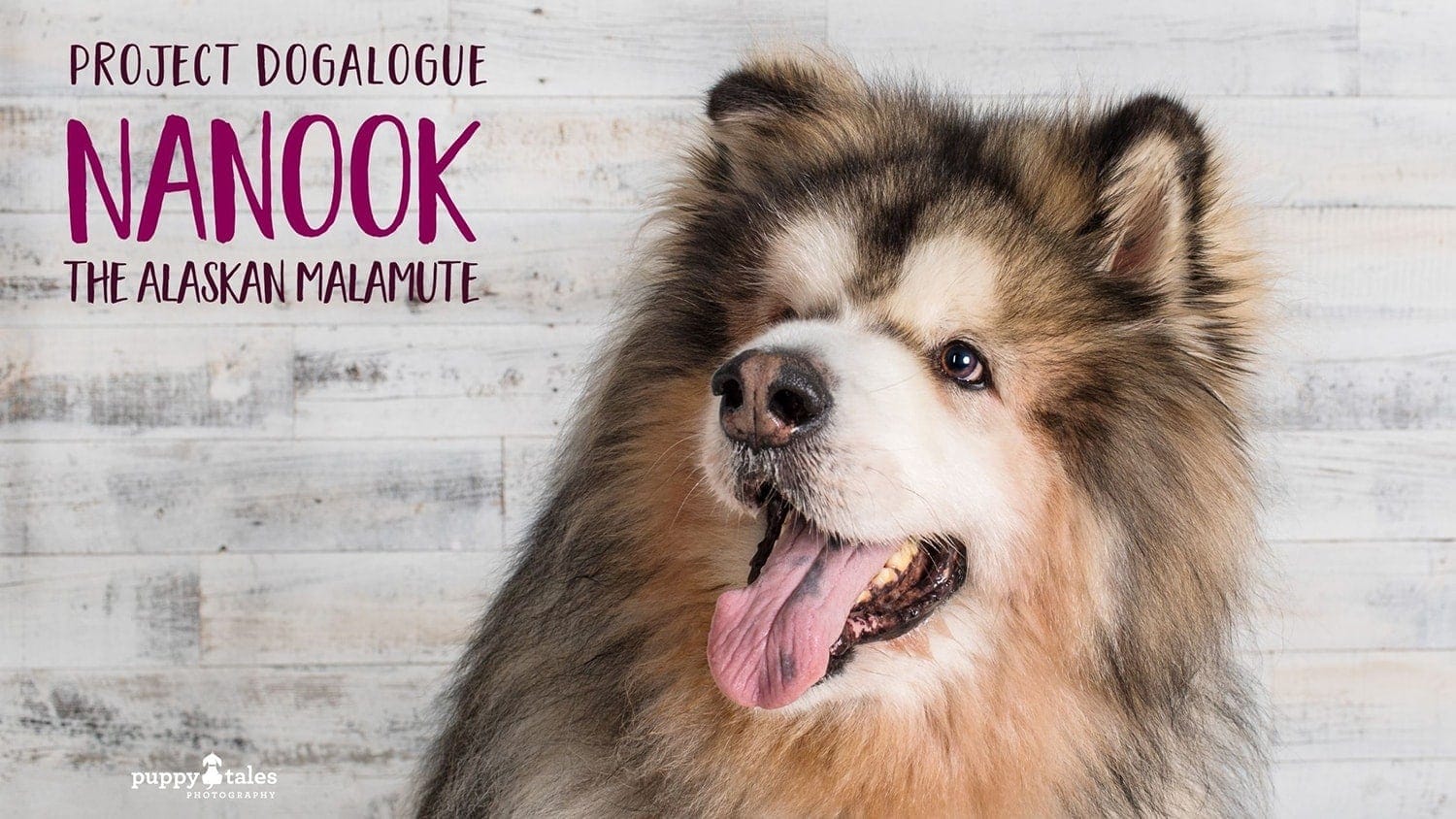 Nanook the Alaskan Malamute Project Dogalogue Puppy Tales