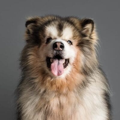 Studio photograph of Nanook the long-haired Alaskan Malamute