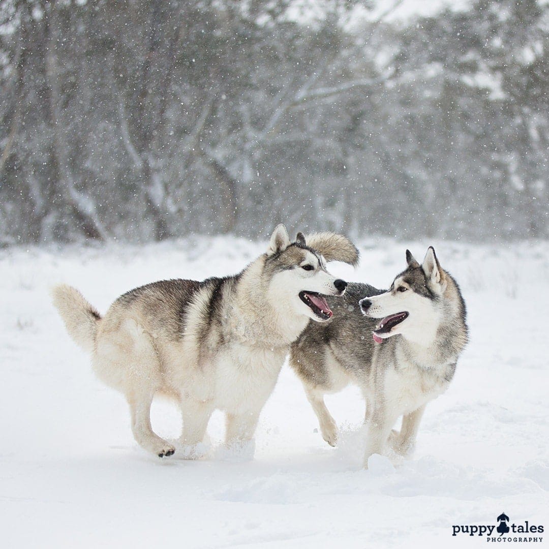 A-Z Of Taking Your Dog To The Snow | Puppy Tales
