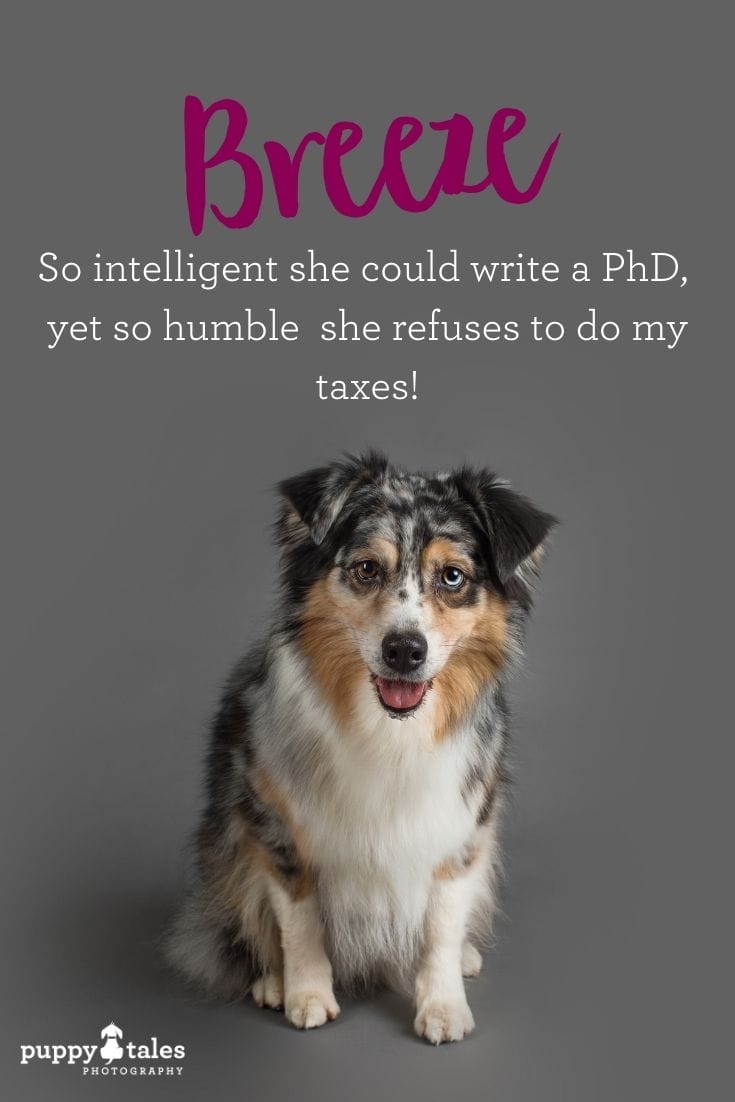 Breeze the blue merle Australian Shepherd, photographed by Puppy Tales Photography for Project Dogalogue