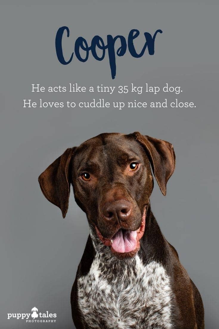 Cooper the German Short Haired Pointer x Bull Arab, photographed by Puppy Tales Photography for Project Dogalogue.