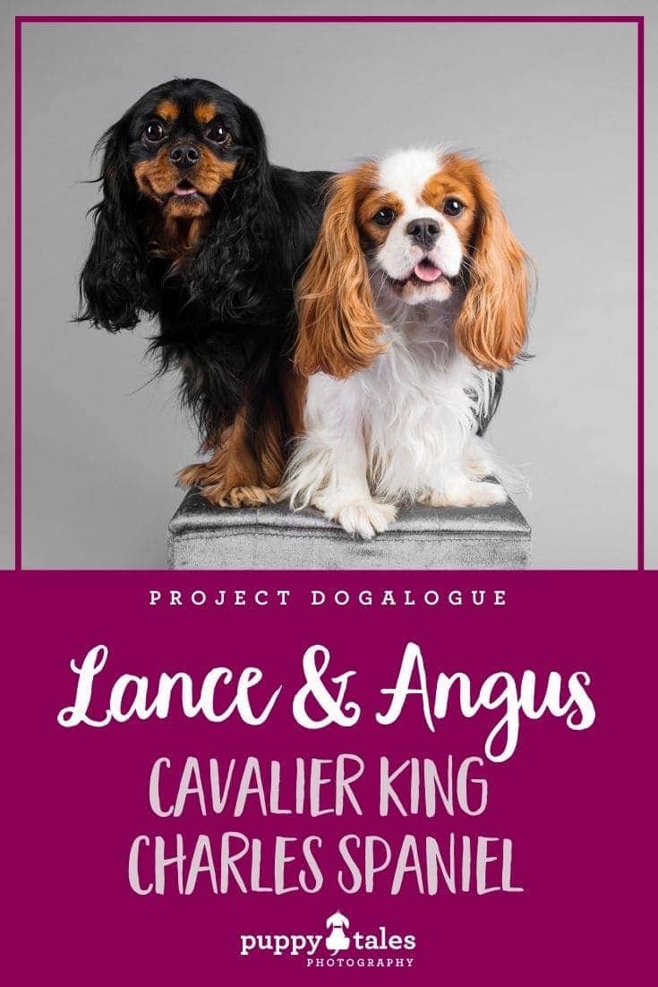 Lance & Angus the three-year-old and one-year-old Cavalier King Charles Spaniel. They were photographed by Puppy Tales Photography for Project Dogalogue.