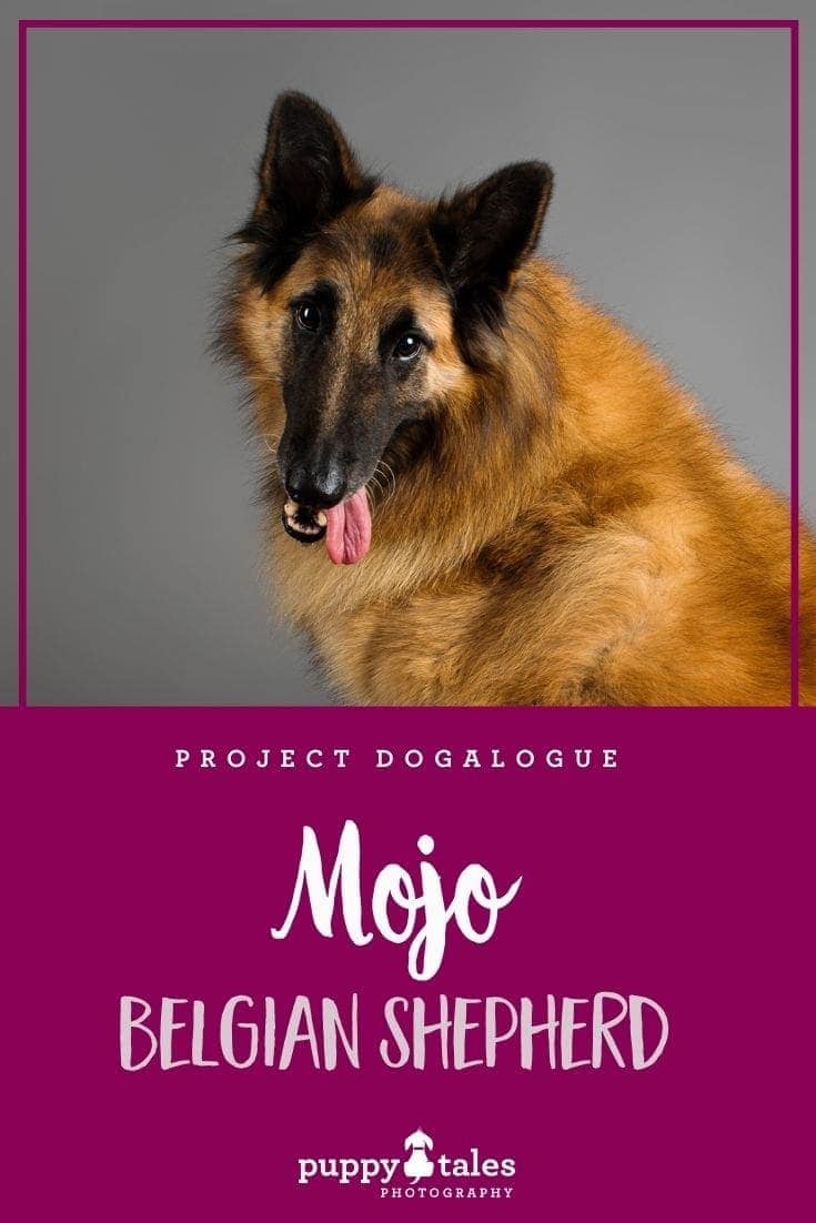 Mojo the seven-year-old Tervuren Belgian Shepherd. He was photographed by Puppy Tales Photography for Project Dogalogue.