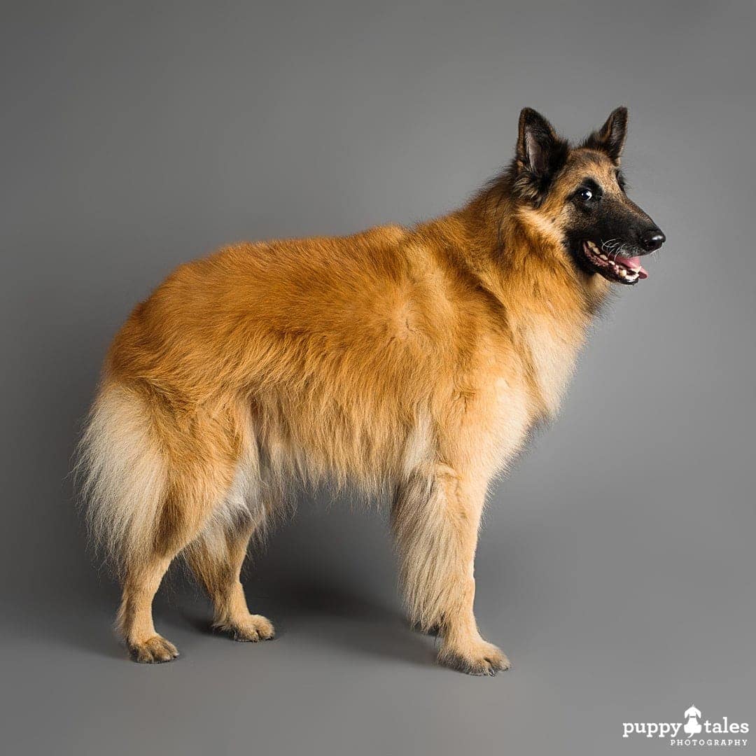 puppytalesphotography belgianshepherdmojo projectdogalogue 2