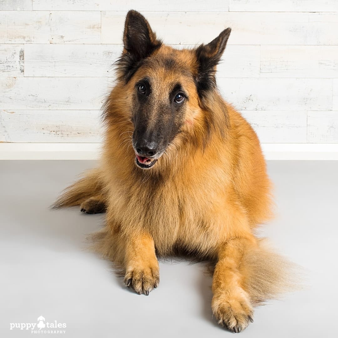 puppytalesphotography belgianshepherdmojo projectdogalogue 4