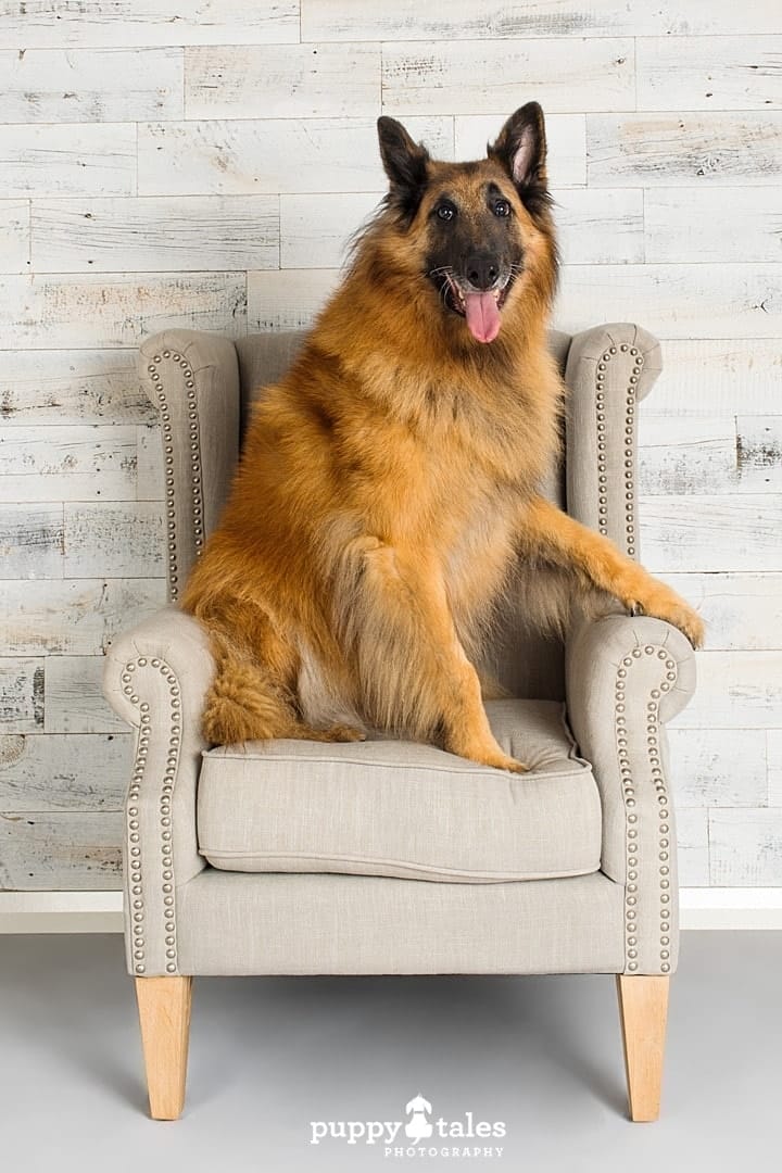 puppytalesphotography belgianshepherdmojo projectdogalogue 6