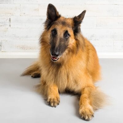Studio photograph of Mojo the Tervuren Belgian Shepherd