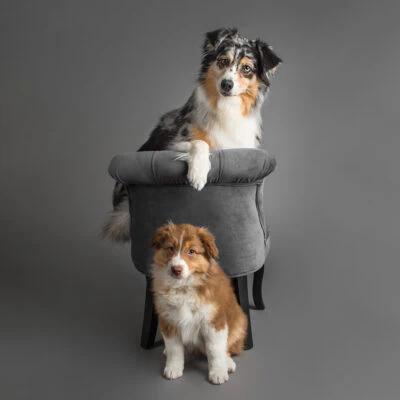 Seven-year-old Breeze & puppy Sky, the Australian Shepherds, were photographed in Puppy Tales' Project Dogalogue.