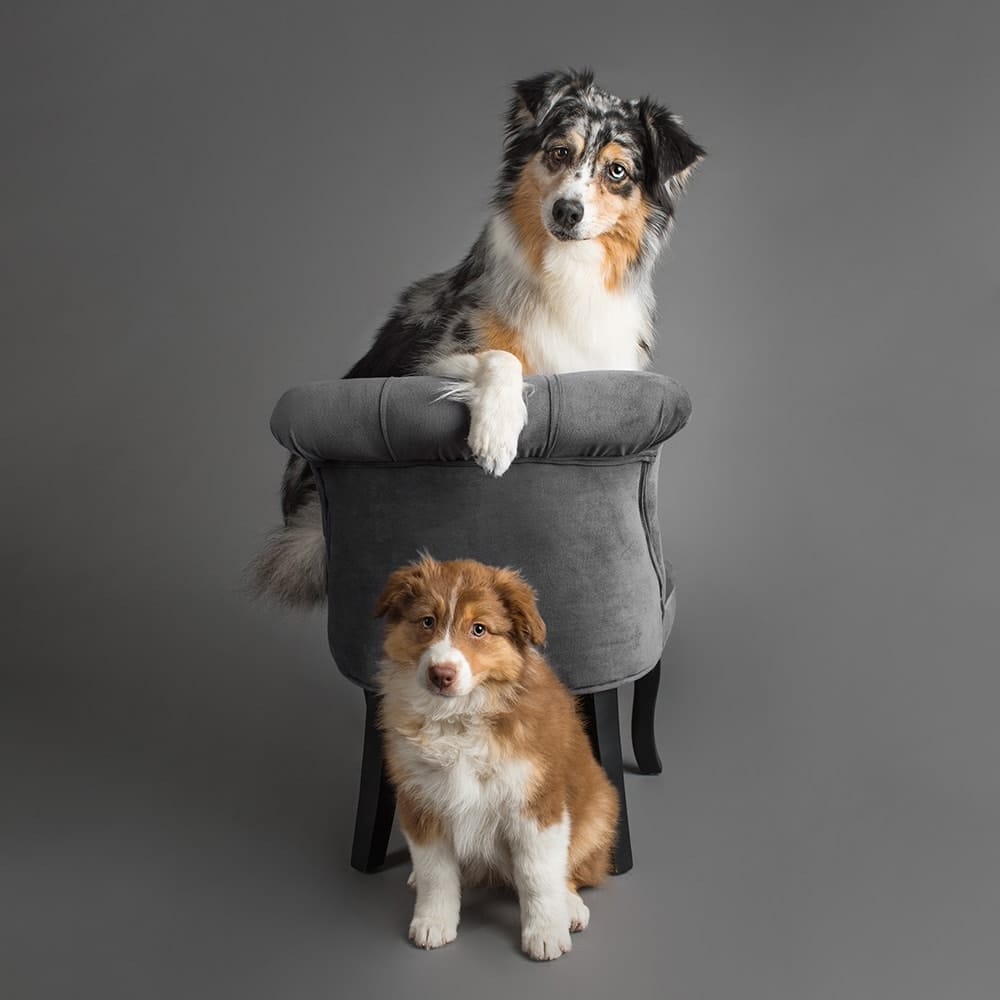 Seven-year-old Breeze & puppy Sky, the Australian Shepherds, were photographed in Puppy Tales' Project Dogalogue.