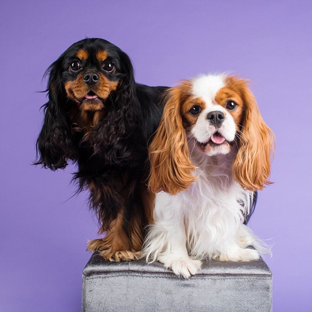 Three-year-old Lance and one-year-old Angus (Cavalier King Charles Spaniel) were photographed in Puppy Tales' Project Dogalogue.